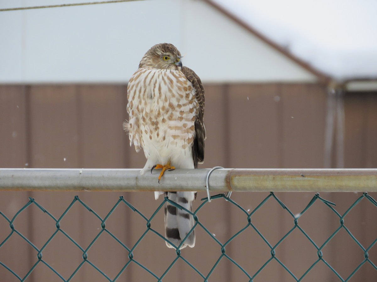 アシボソハイタカ - ML647076760