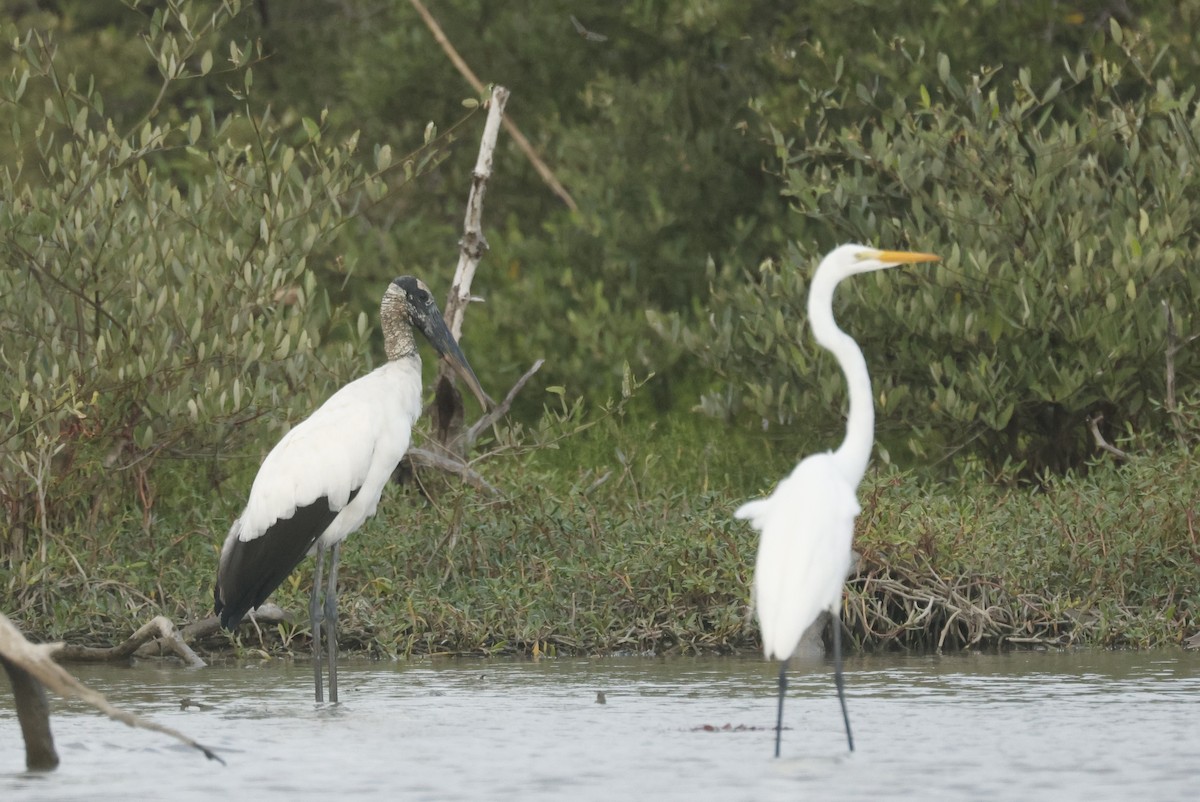 アメリカトキコウ - ML647076761