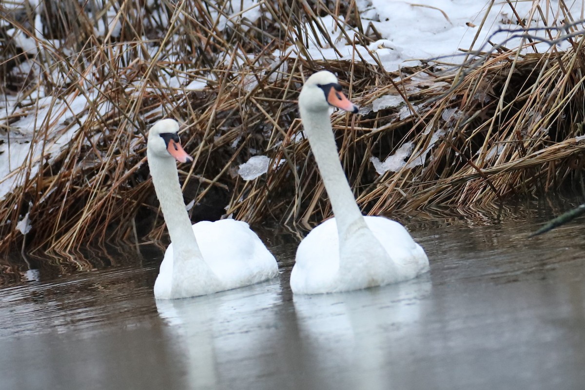 コブハクチョウ - ML647076762