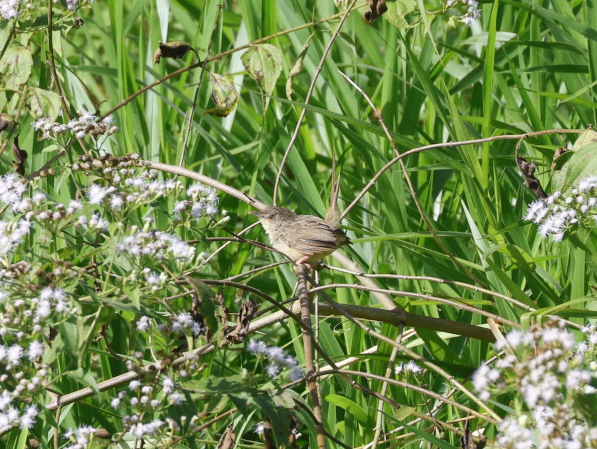 アンナムハウチワドリ - ML647076763