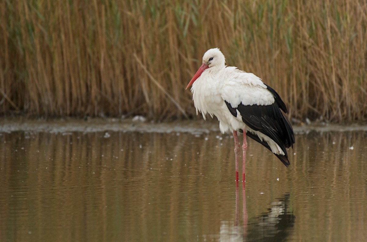 シュバシコウ - ML647076764