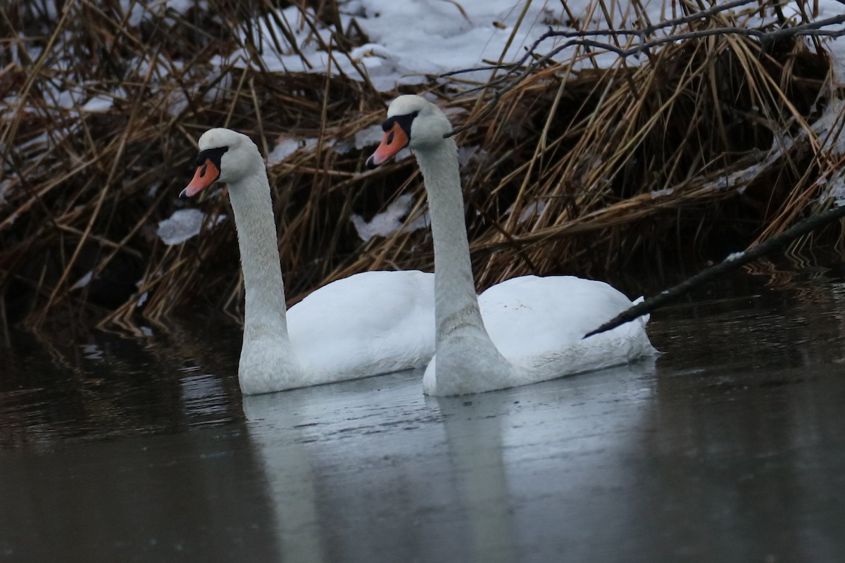 コブハクチョウ - ML647076765