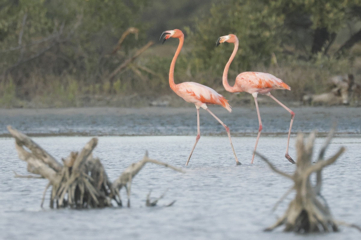 オオフラミンゴ - ML647076766