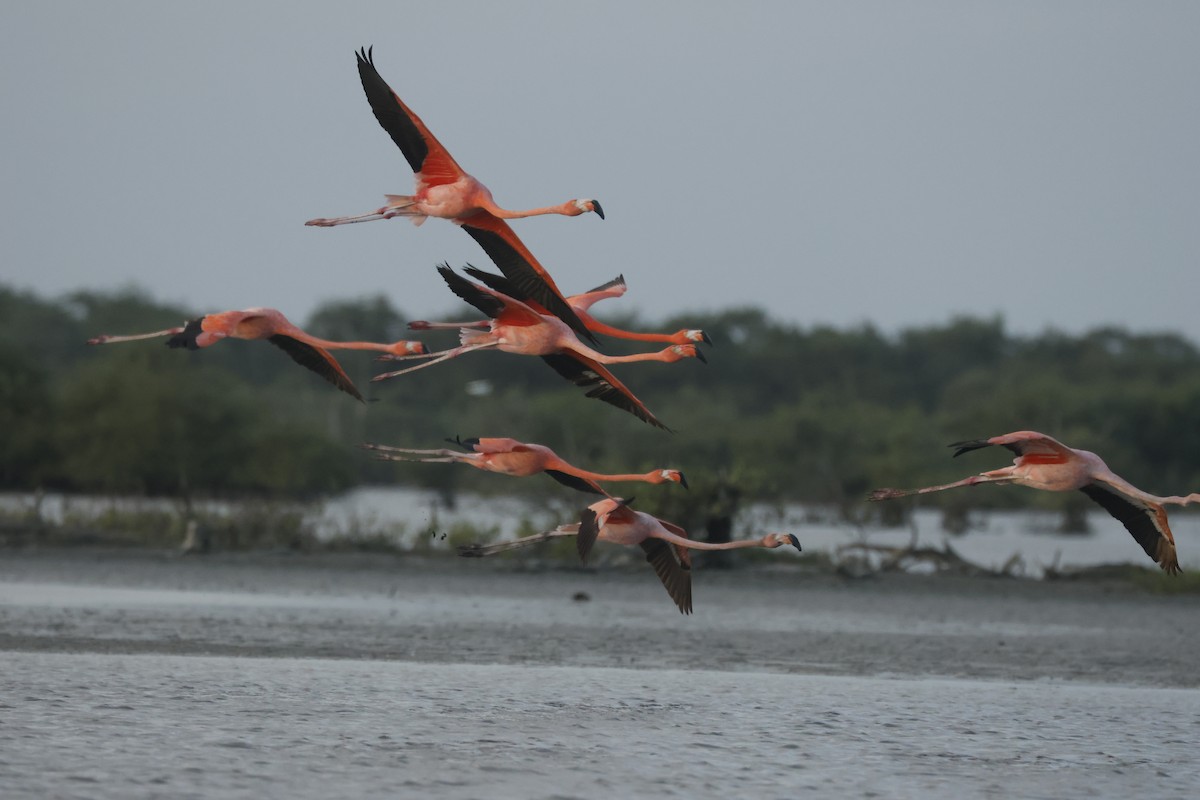 オオフラミンゴ - ML647076767