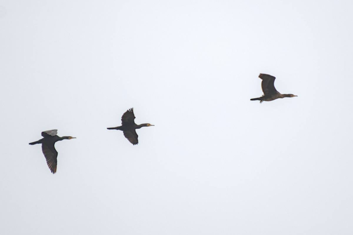 カワウ - ML647076769