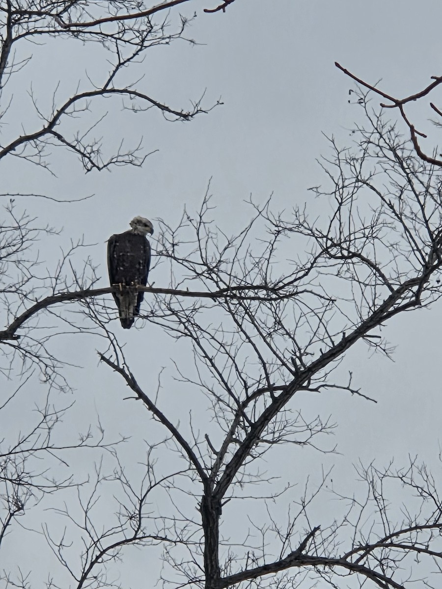 ハクトウワシ - ML647076770