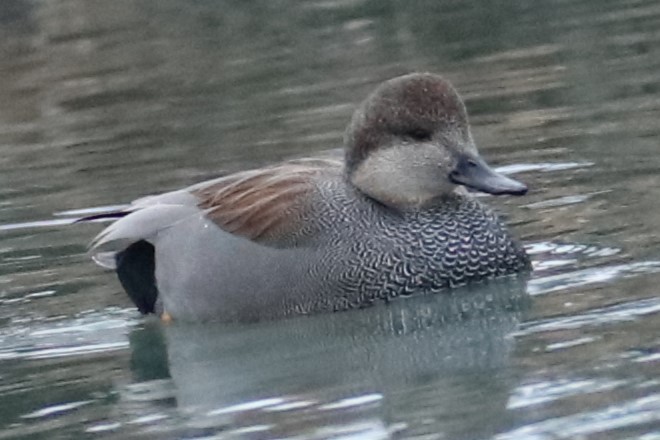 オカヨシガモ - ML647076771