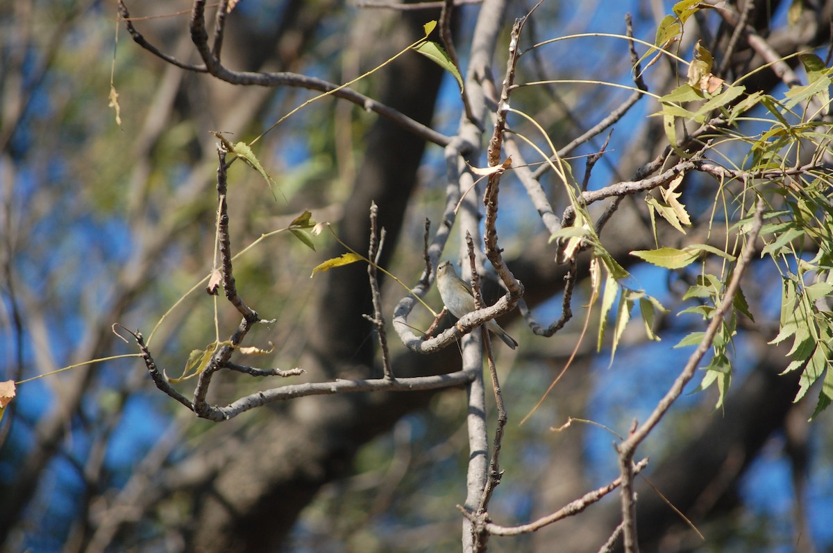 チフチャフ - ML647076772