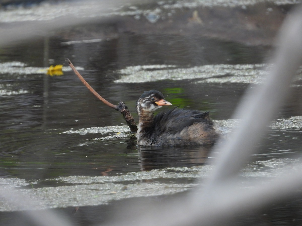 Little Grebe - ML647076773