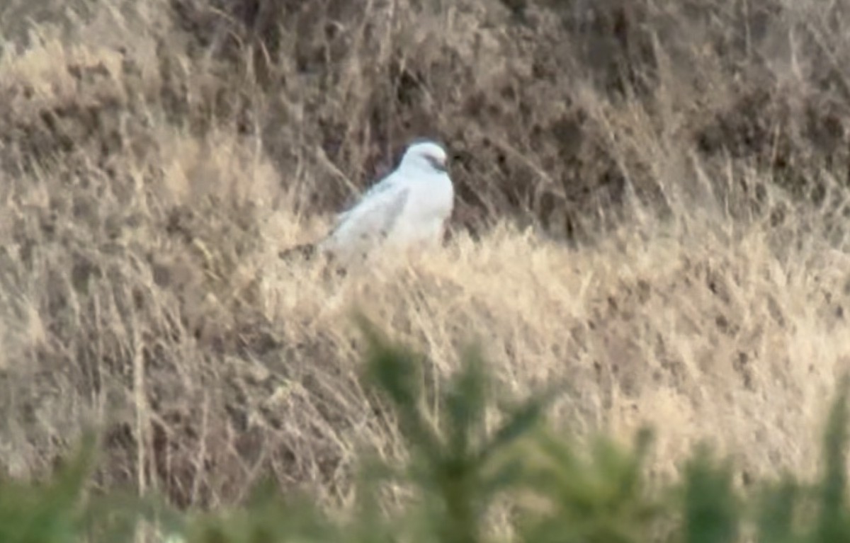 ハイイロチュウヒ - ML647076778