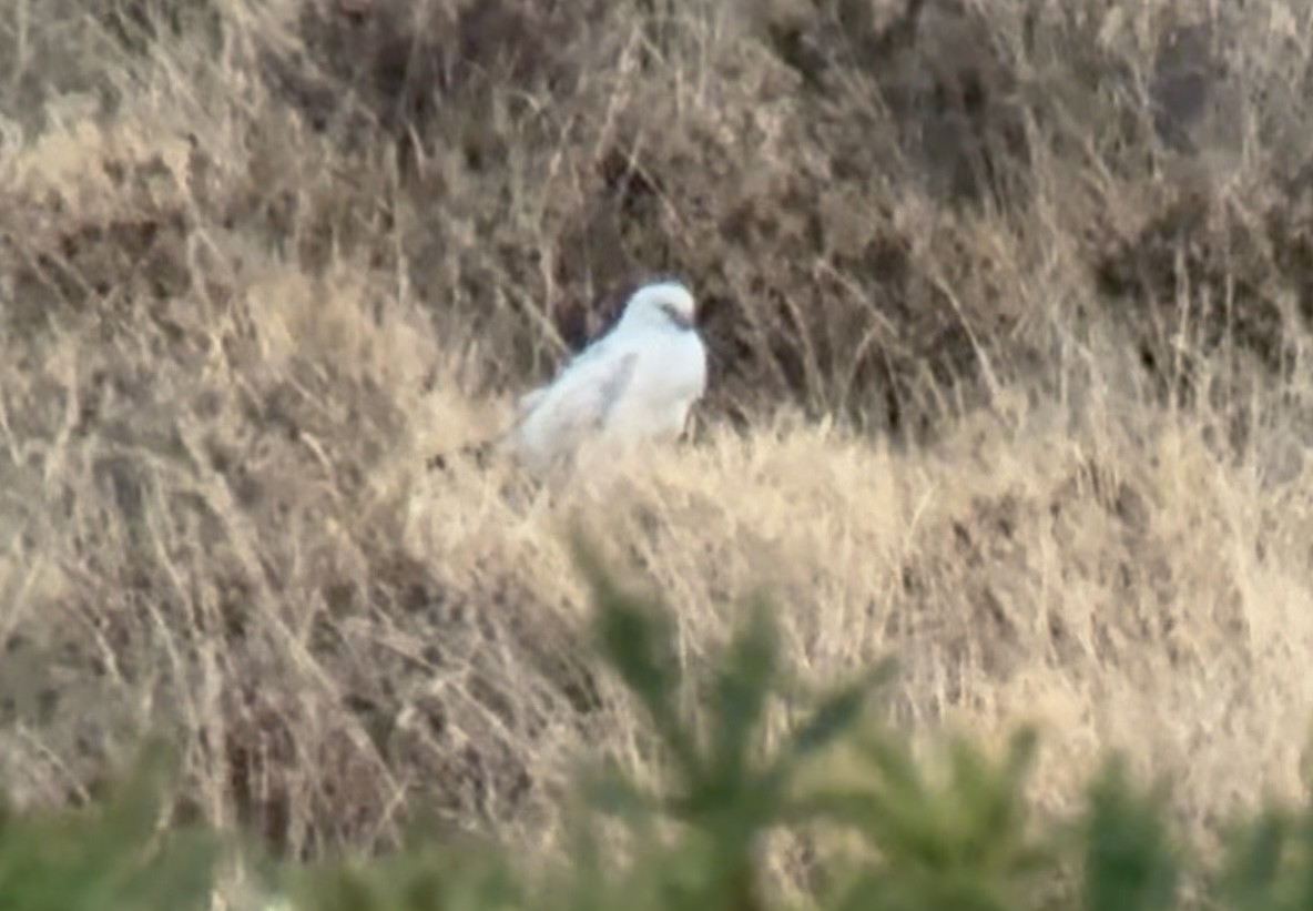 זרון תכול - ML647076779