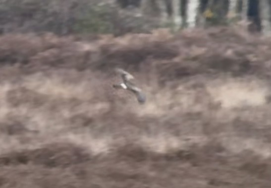 ハイイロチュウヒ - ML647076780