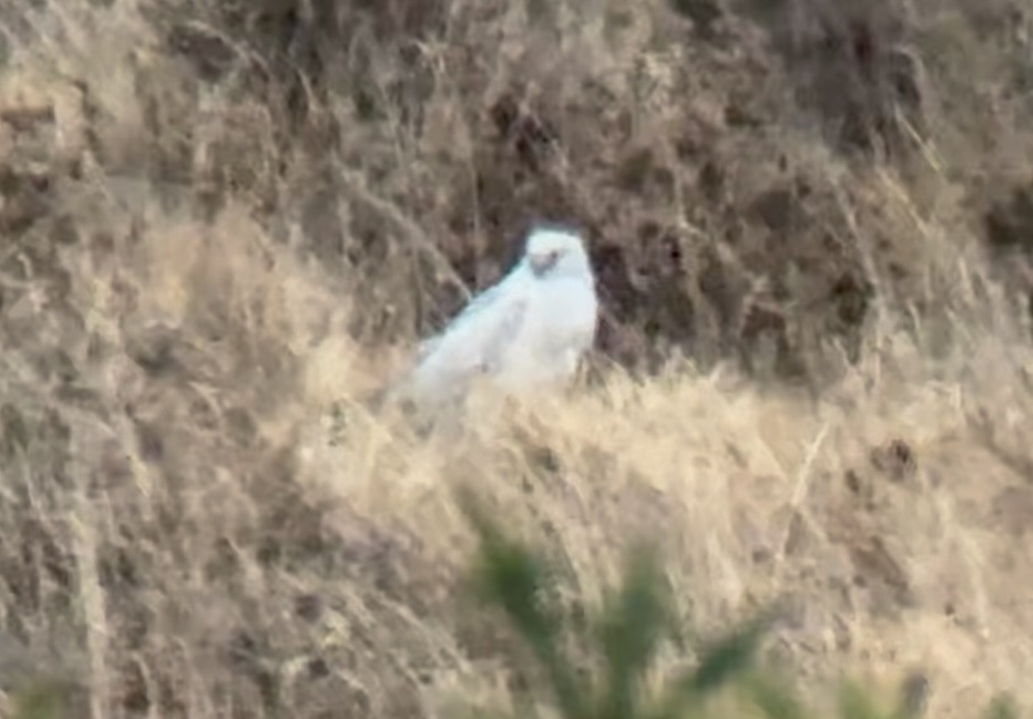 ハイイロチュウヒ - ML647076781