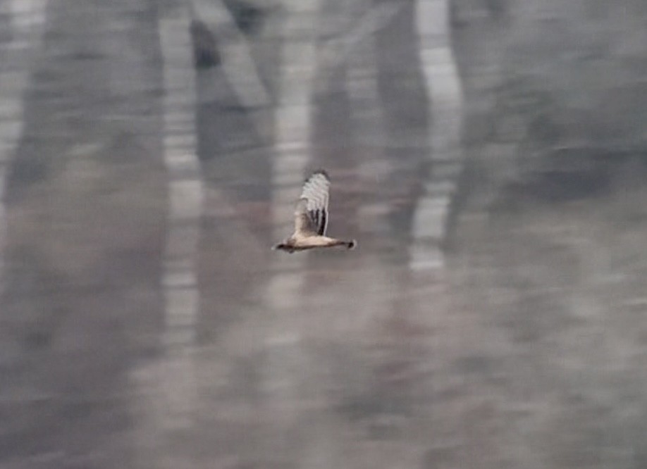 ハイイロチュウヒ - ML647076782