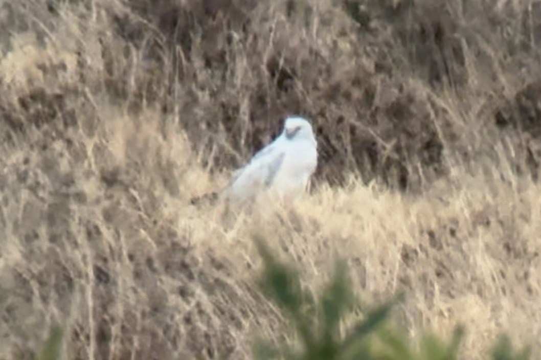 ハイイロチュウヒ - ML647076783