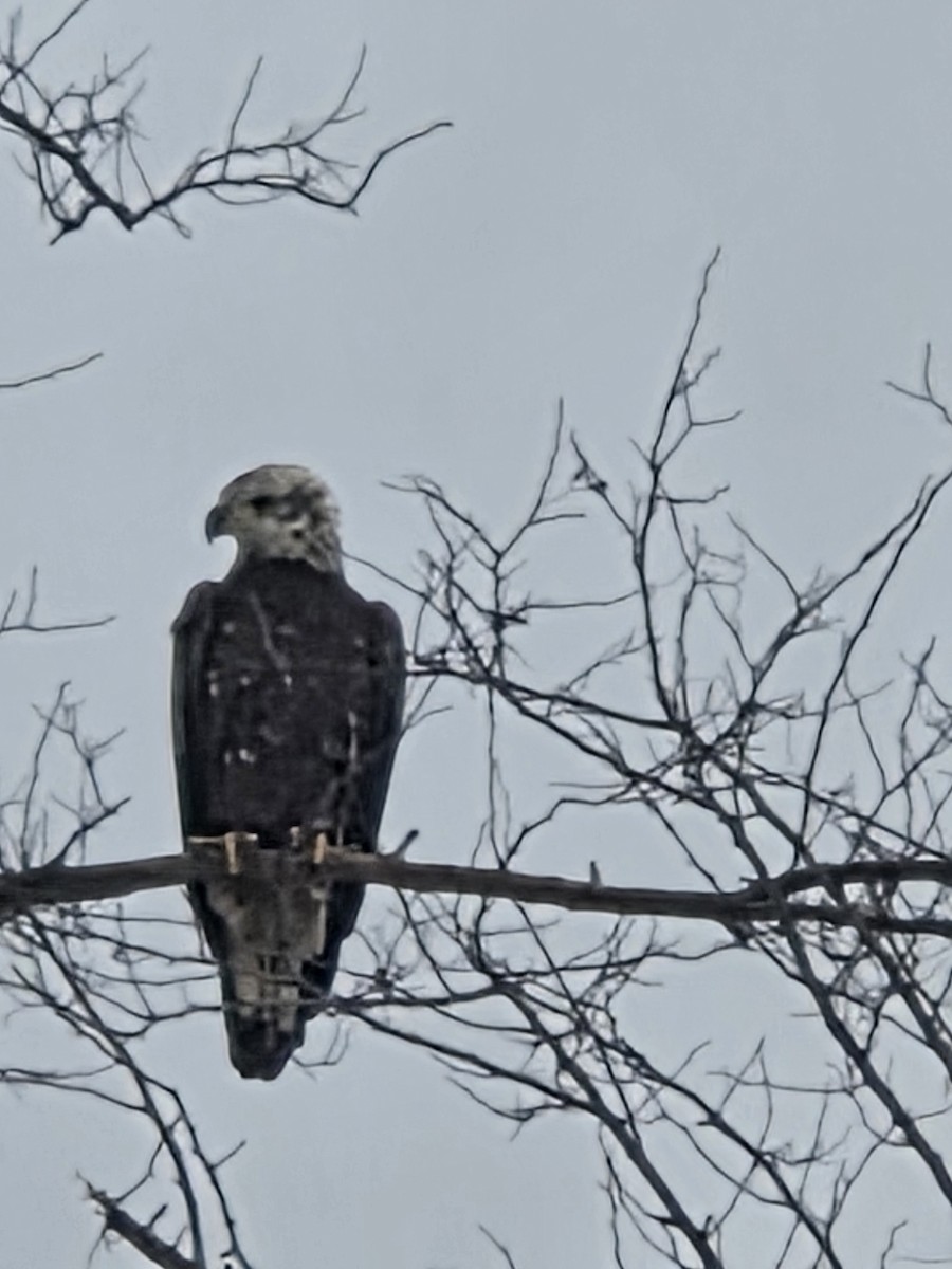 ハクトウワシ - ML647076784