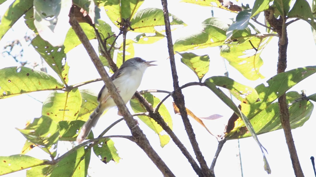 Rufescent Prinia - ML647076785