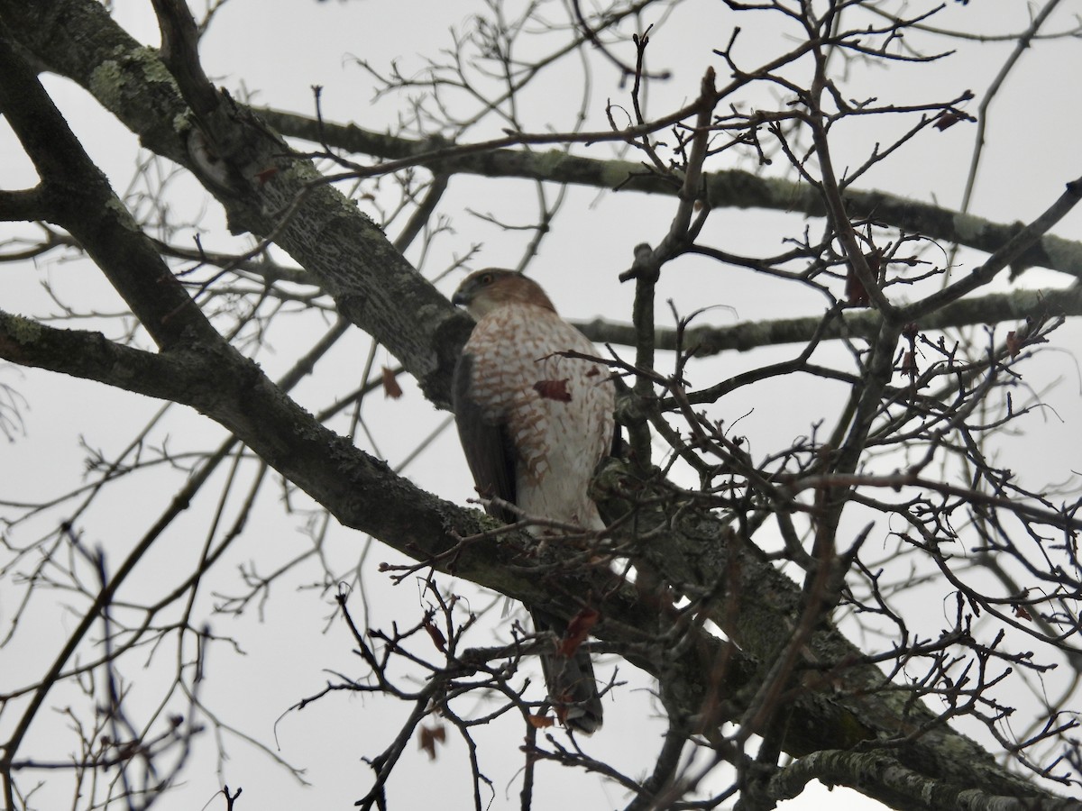Cooper's Hawk - ML647076788