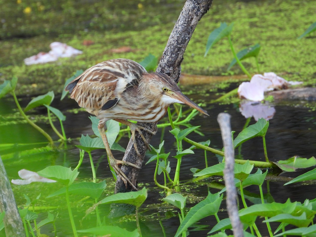 Yellow Bittern - ML647076791