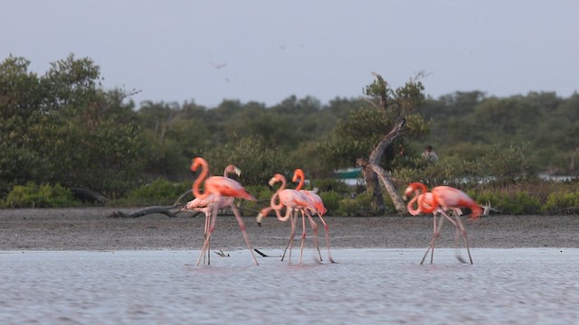 American Flamingo - ML647076798