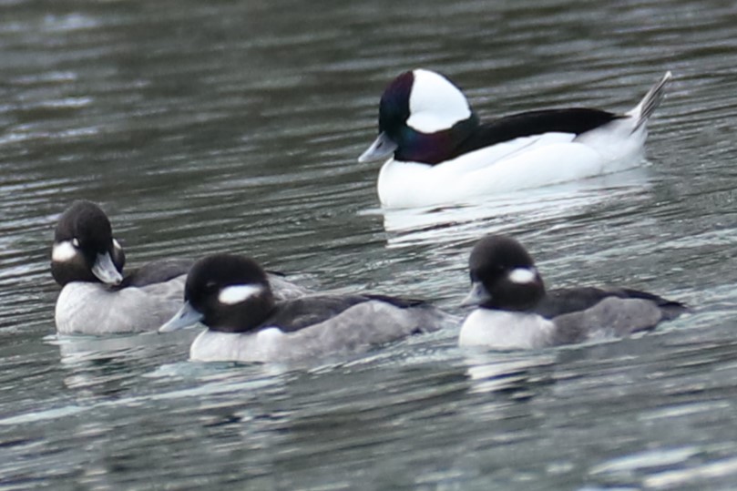 Bufflehead - ML647076799