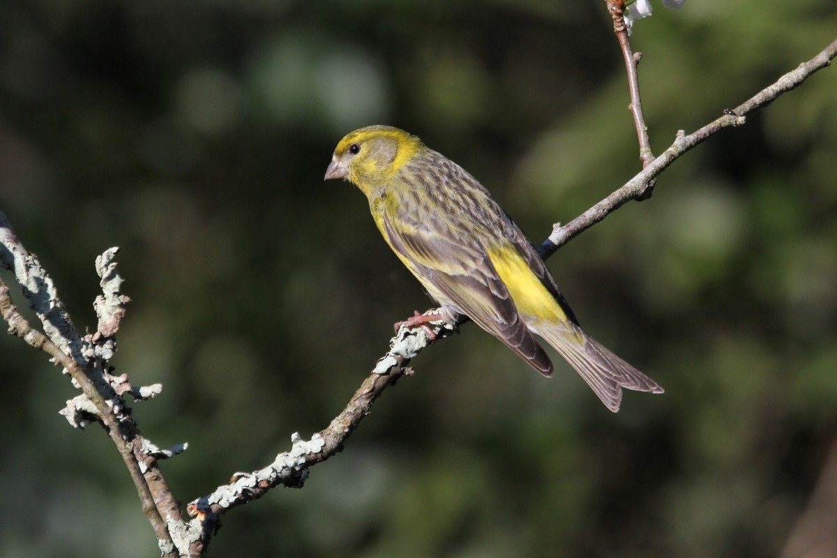 Girlitz - ML647076808