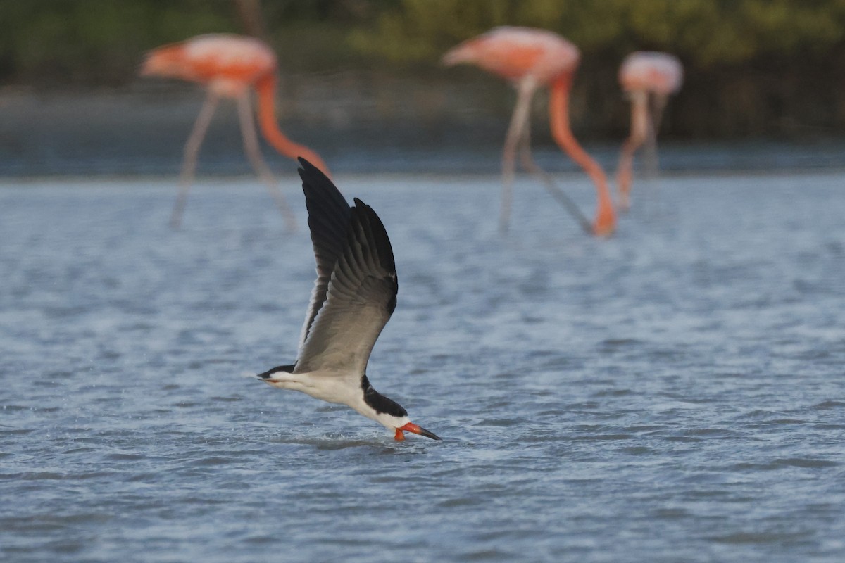 Black Skimmer (cinerascens) - ML647076810