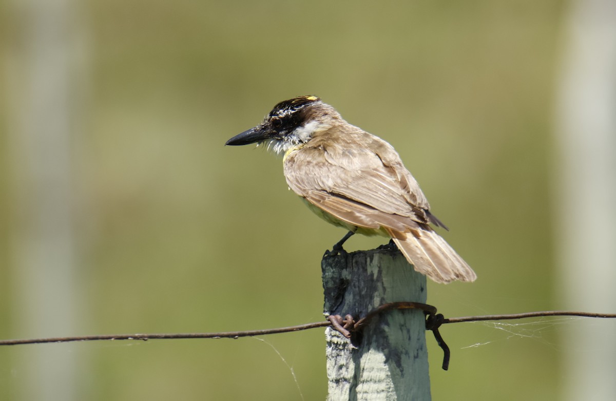 Great Kiskadee - ML647076813