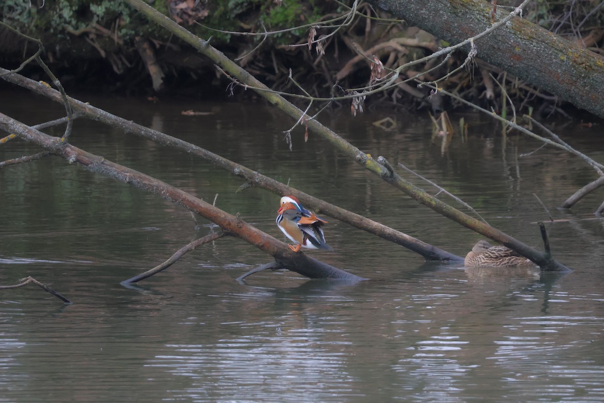 Мандаринка - ML647076818