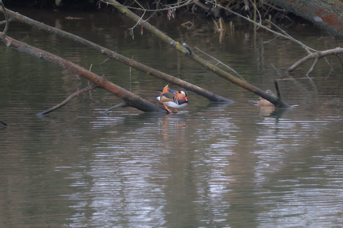 鴛鴦 - ML647076820