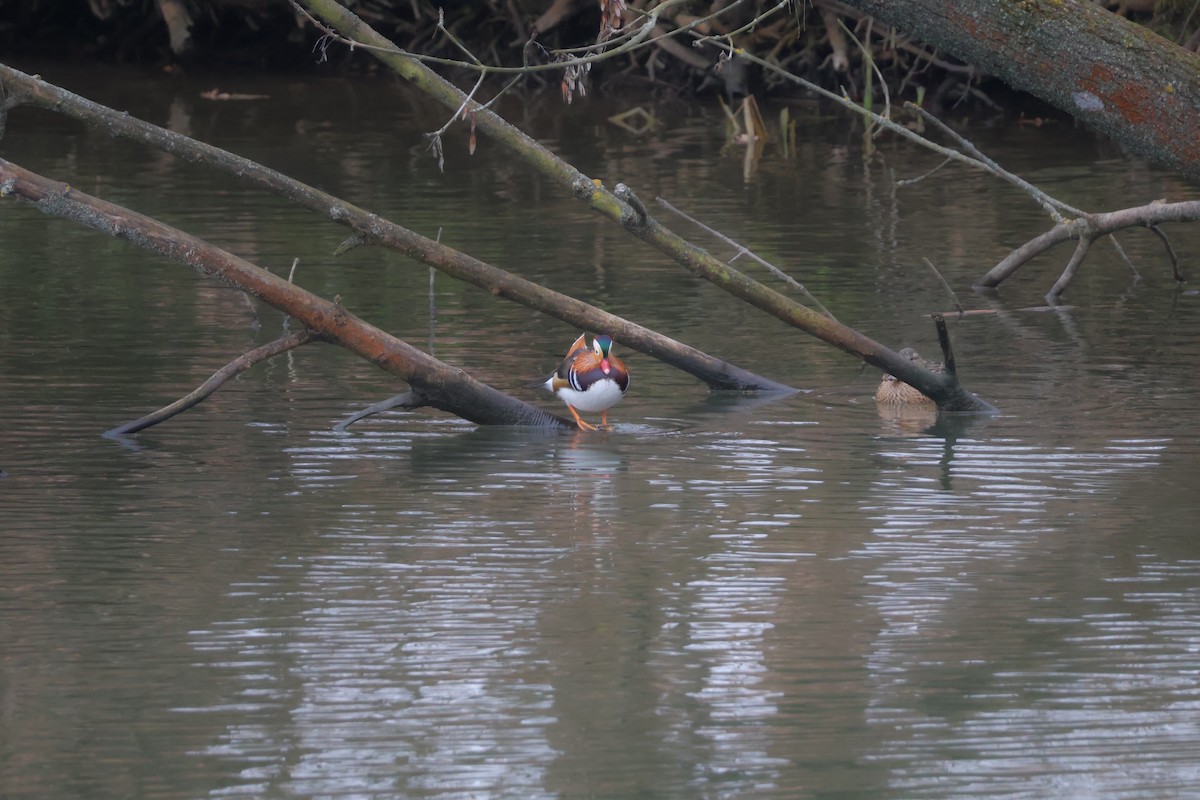 鴛鴦 - ML647076821