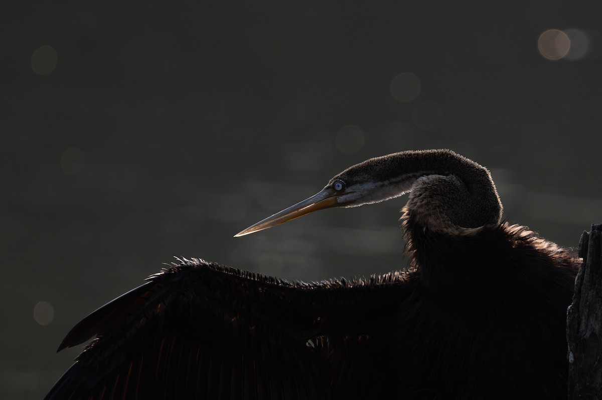 Doğu Yılanboyunu - ML647076822