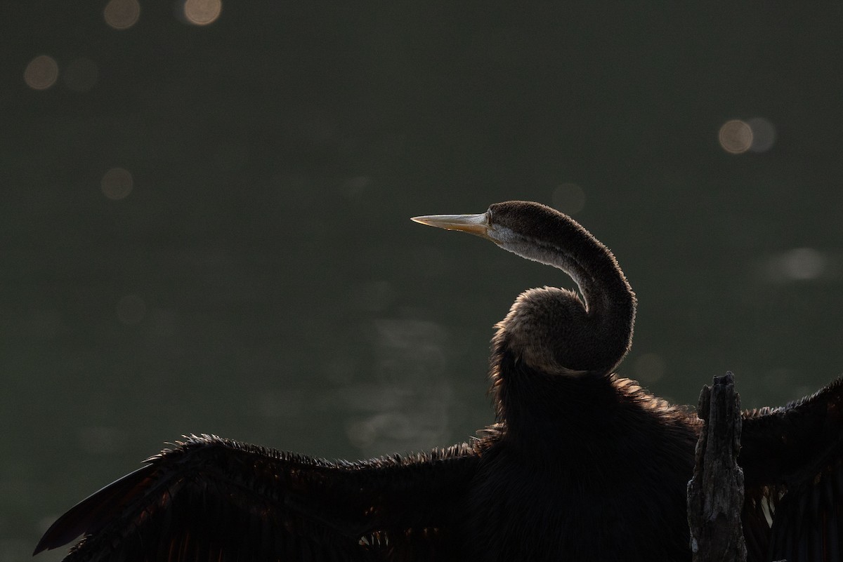 Orient-Schlangenhalsvogel - ML647076823