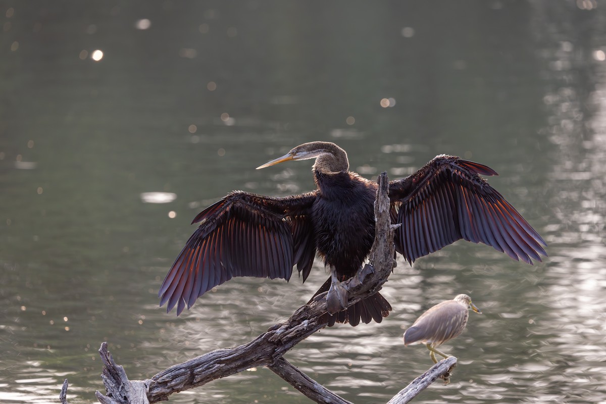 Doğu Yılanboyunu - ML647076824