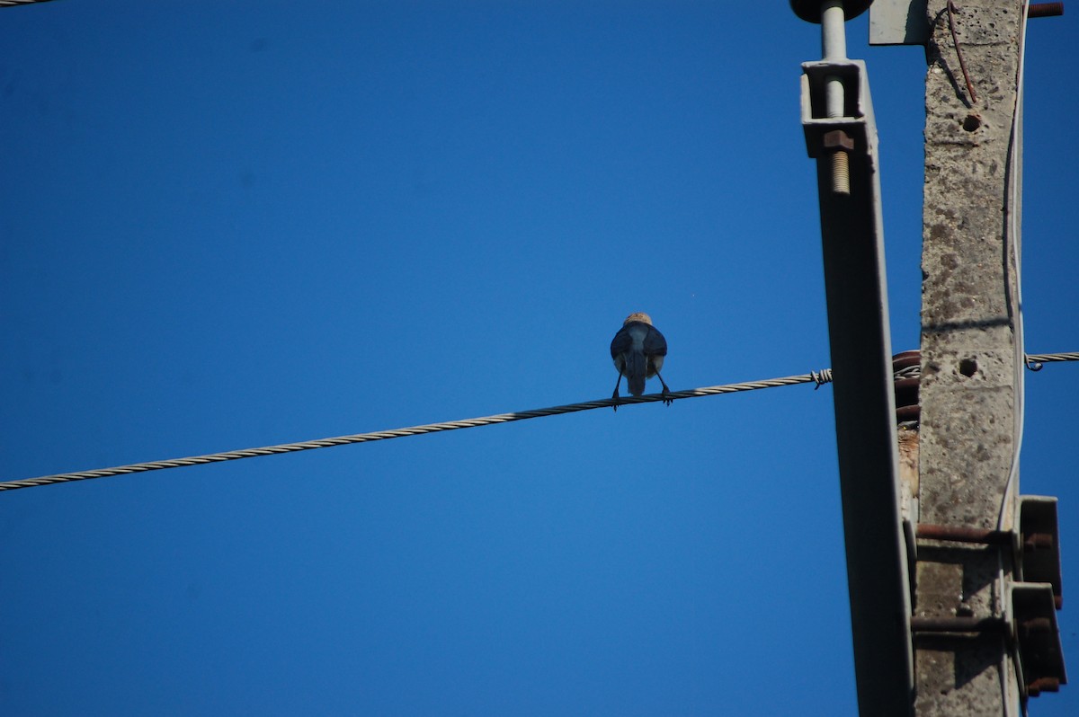 Large Gray Babbler - ML647076826