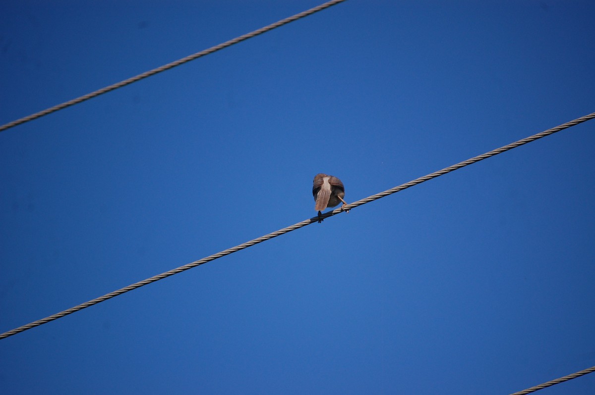 Malcolmdrosselhäherling - ML647076829