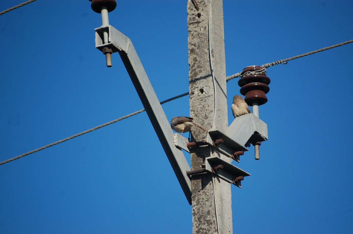 Malcolmdrosselhäherling - ML647076830