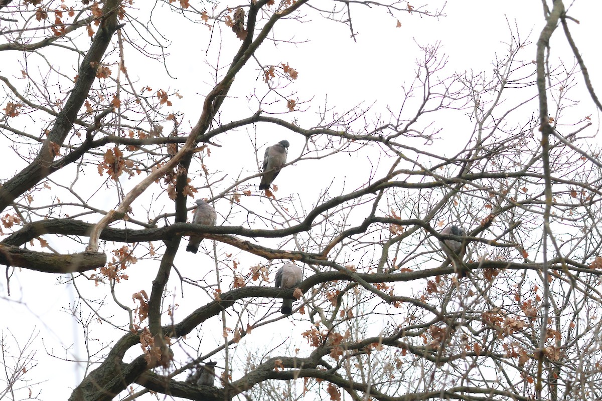 Common Wood-Pigeon - ML647076831