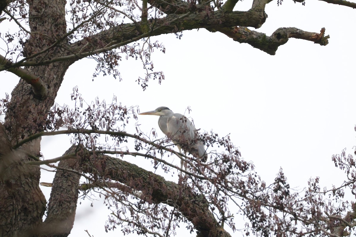 蒼鷺 - ML647076833