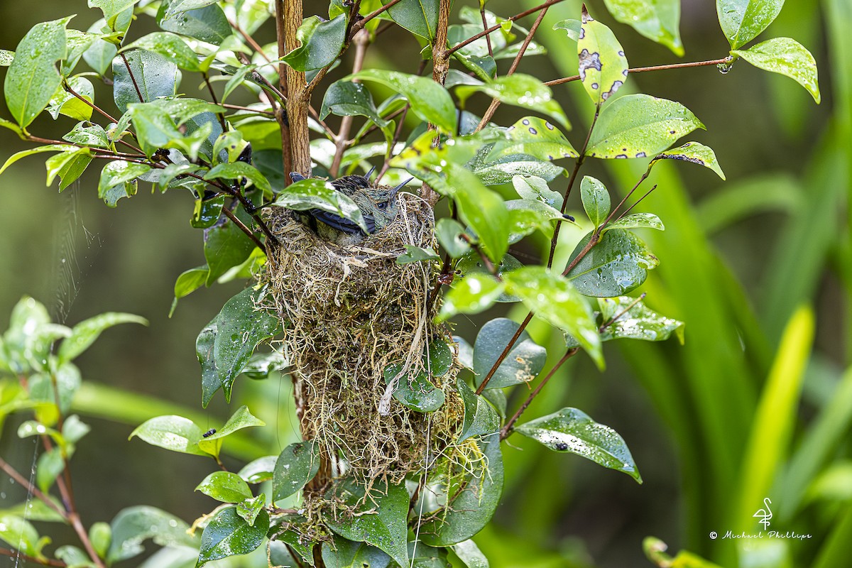 Lesser Violetear - ML647076834