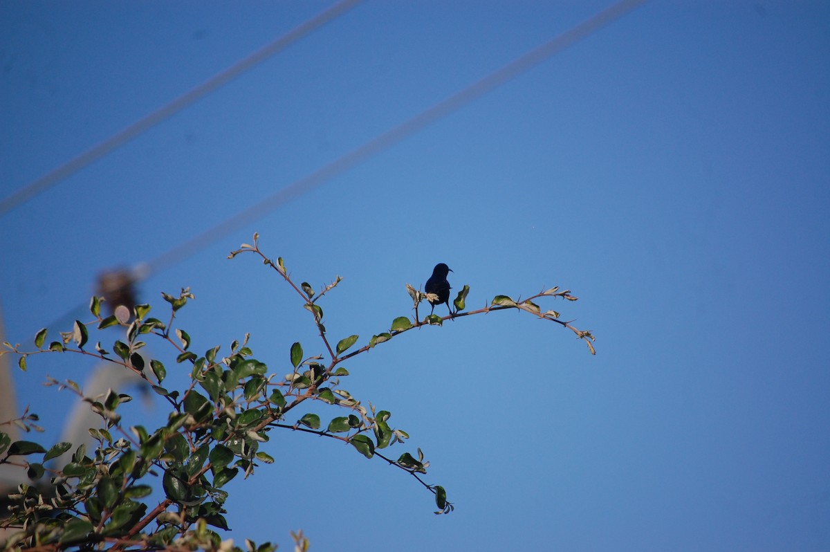 Laughing Dove - ML647076838