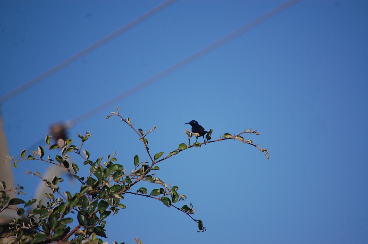 Laughing Dove - ML647076839