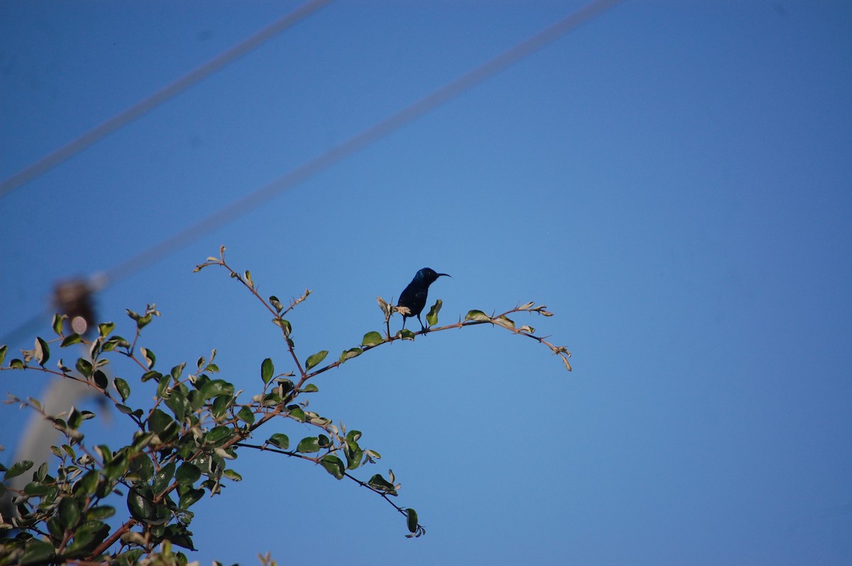 Laughing Dove - ML647076840