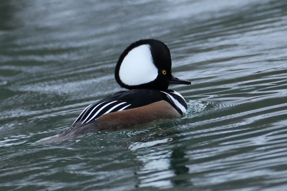 Hooded Merganser - ML647076843