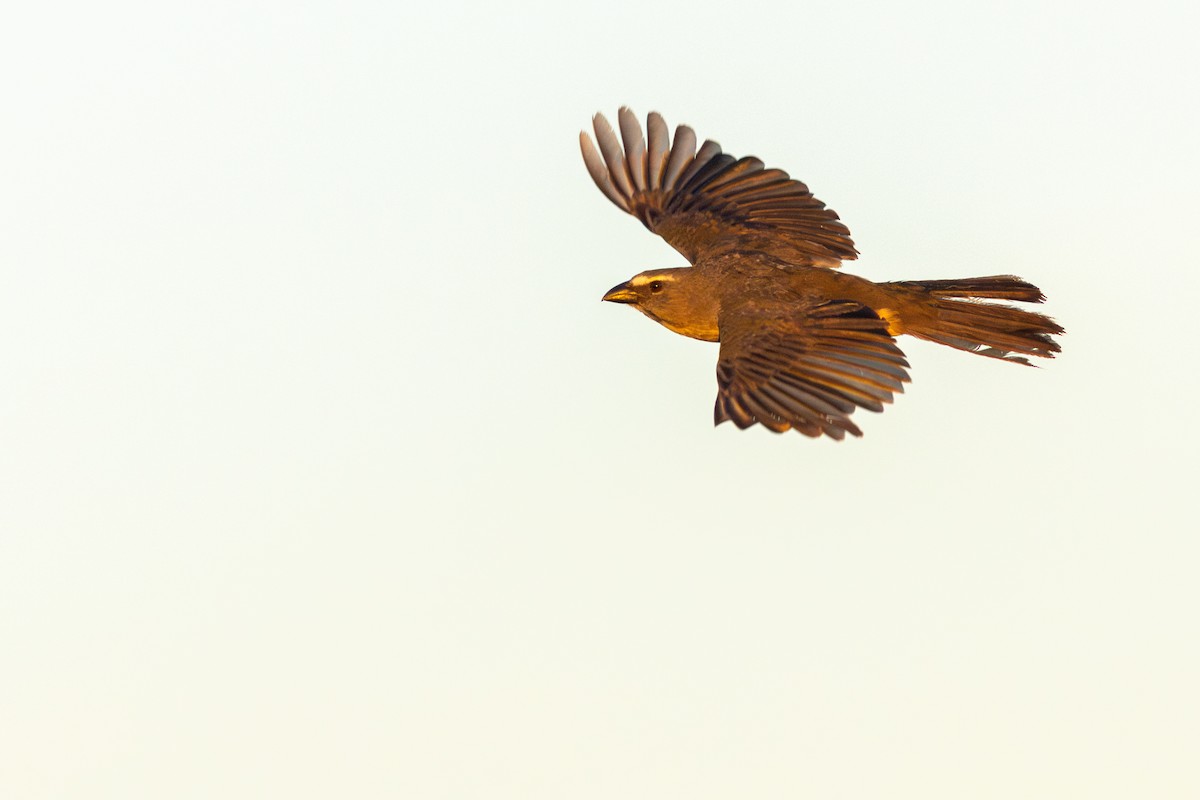 Bluish-gray Saltator - ML647076844