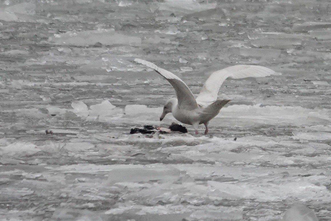 北極鷗 - ML647076845