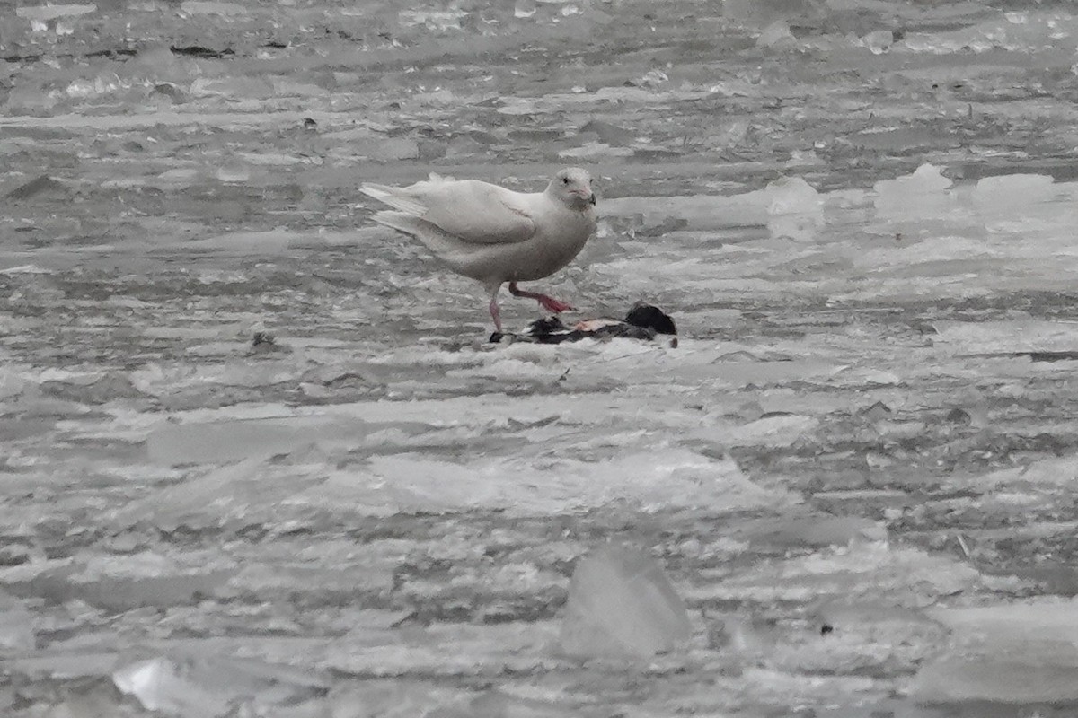 北極鷗 - ML647076846