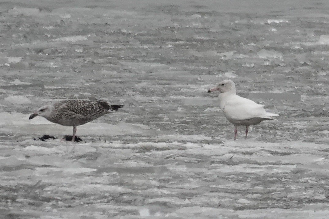 北極鷗 - ML647076847