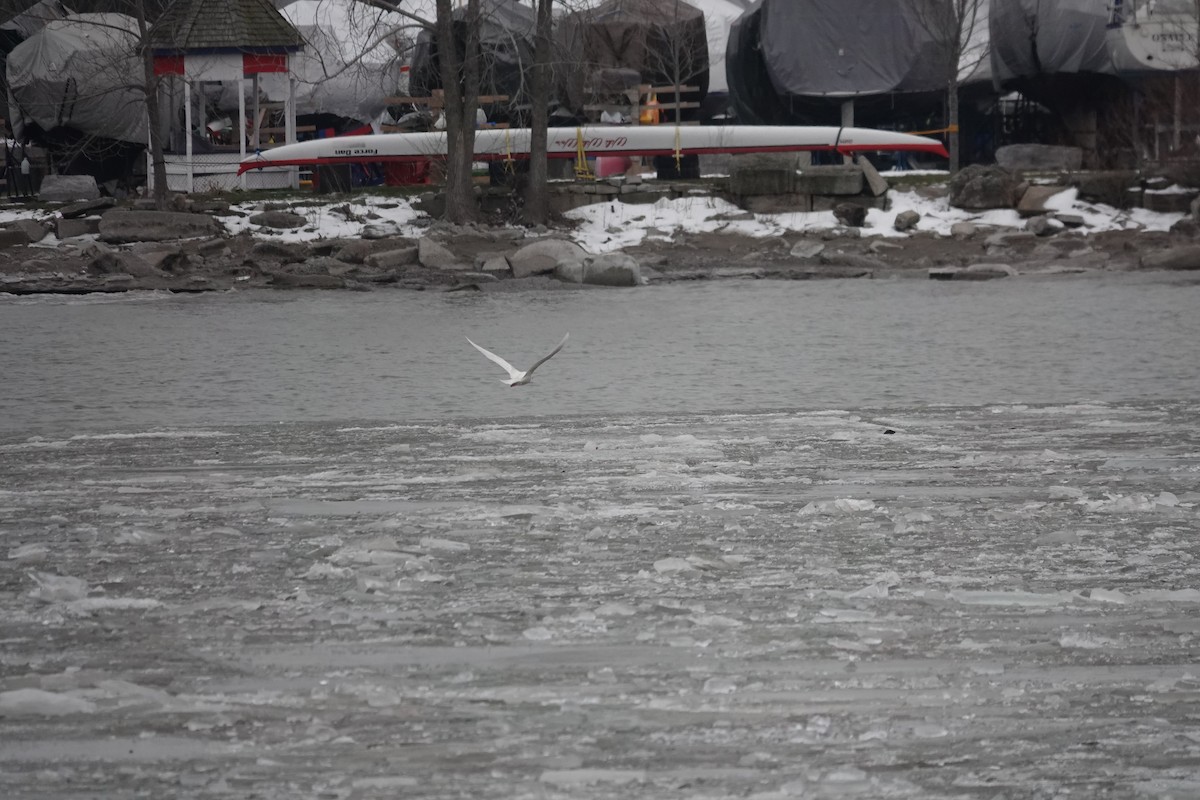 北極鷗 - ML647076848