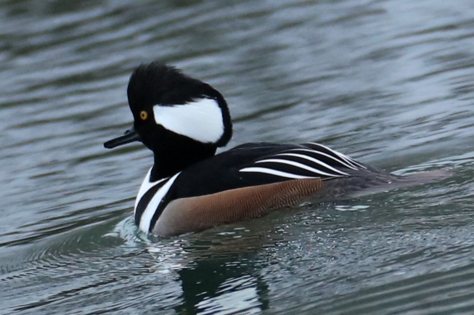 Hooded Merganser - ML647076849